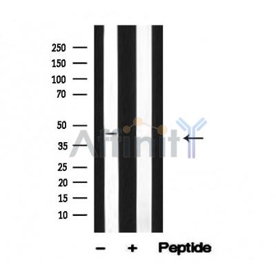 Валидация Affinity AF4663 - 2278