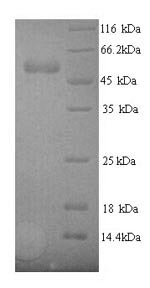 SDS-PAGE