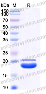 AHA29102, SDS-PAGE