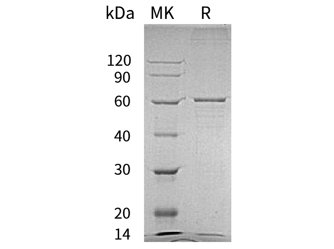 Валидация Elabscience PKSH032011(2575)
