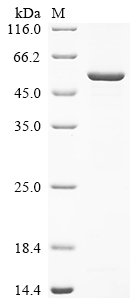 SDS-PAGE