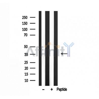 Валидация Affinity DF3080 - 13821