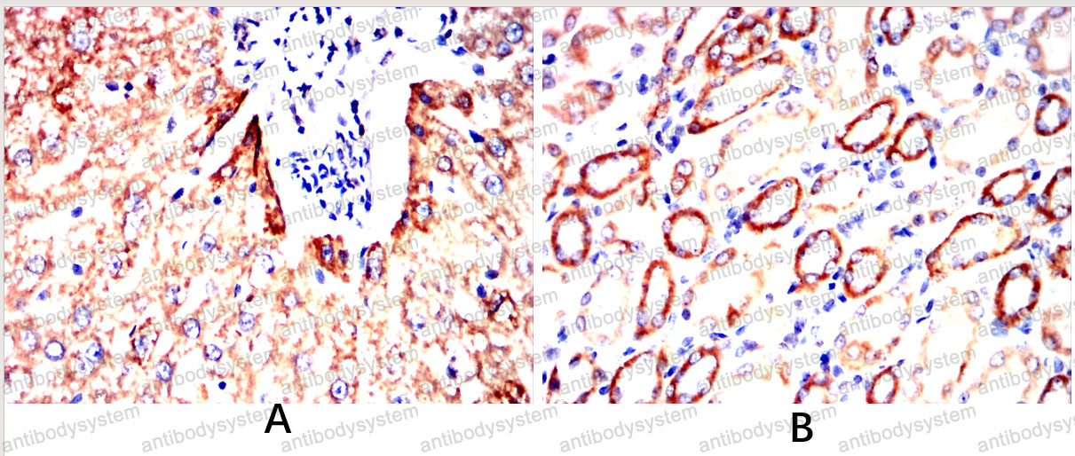 Валидация AntibodySystem RHB76001