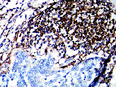 Валидация AntibodySystem RHJ43601