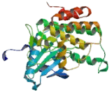 Insulin Receptor (ISR)