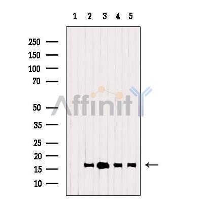 Валидация Affinity DF8227 - 20060