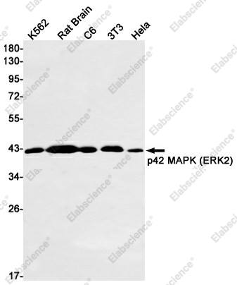 Вестерн-блоттинг, ERK2, клетки K562, мозг крысы, C6, 3T3, HeLa