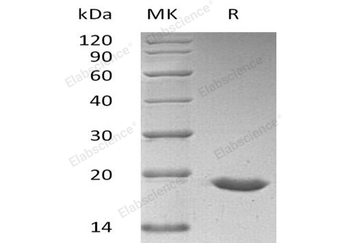 Валидация Elabscience PKSH033070(3440)