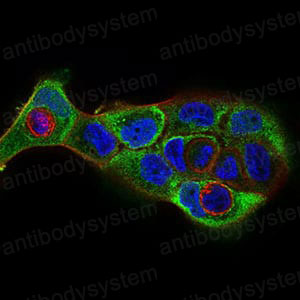 Валидация IF - AntibodySystem RHB13901