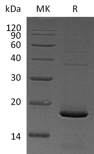 Валидация Elabscience PKSM041292(5188)