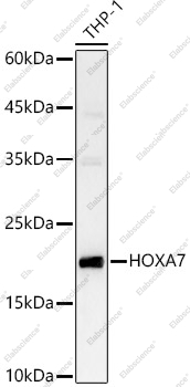 Вестерн-блоттинг, HOXA7, клетки THP-1