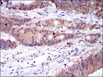 Валидация AntibodySystem RHG90203 (3116)