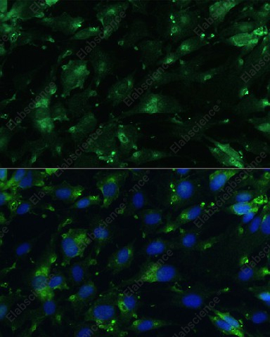 Иммунофлуоресценция, CGRP, клетки C6