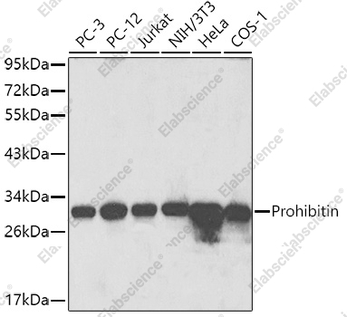 Вестерн-блоттинг, Prohibitin, различные клеточные линии