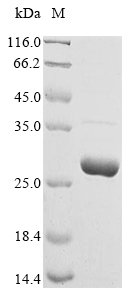 SDS-PAGE