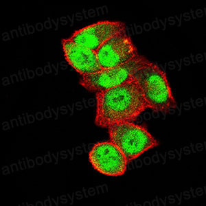 Валидация IF - AntibodySystem RHM00303