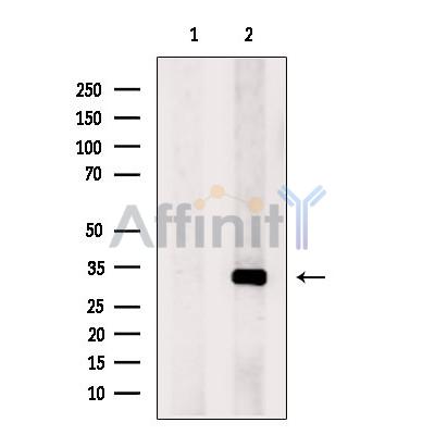 Валидация Affinity DF13259 - 8337