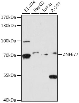 Валидация Elabscience E-AB-91464