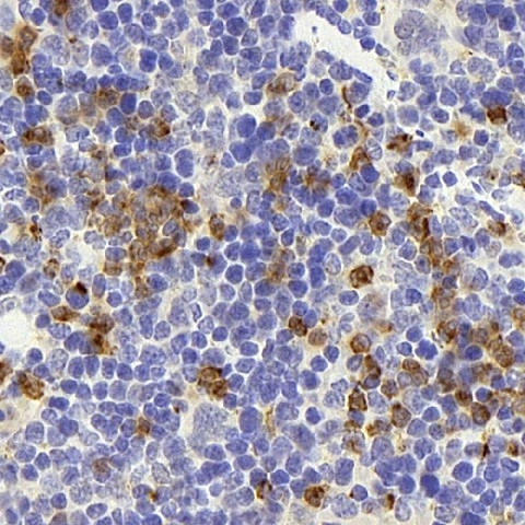 Иммуногистохимия, CD177, ткань селезенки мыши