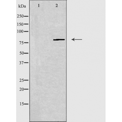 Валидация Affinity DF3623 - 14596