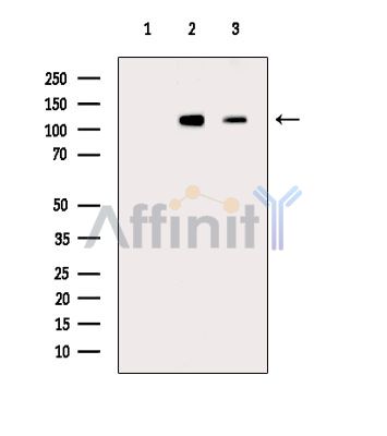 Валидация Affinity DF14689 - 10743
