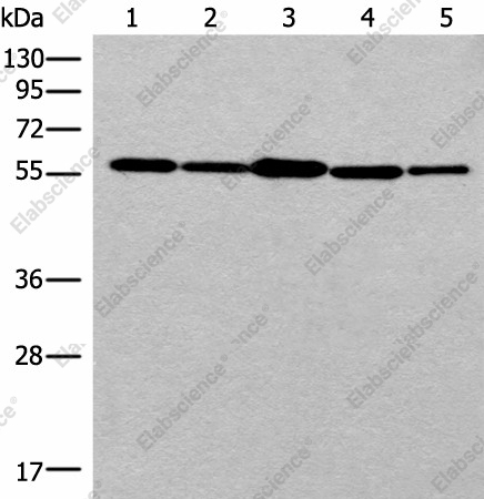 Вестерн-блоттинг, RAD23B, клетки 293T, HUVEC и HeLa