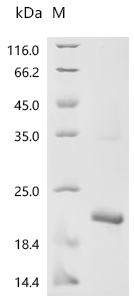 SDS-PAGE