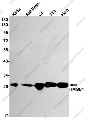 Вестерн-блоттинг, HMGB1, клетки K562, ткань мозга крысы, клетки C6, 3T3, HeLa