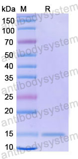 Валидация SDS-PAGE - AntibodySystem RHG03401