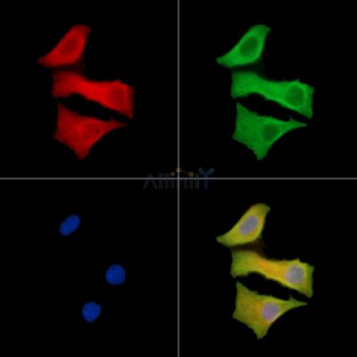 Валидация Affinity DF14485 - 10466