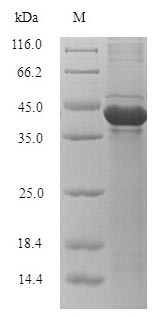 SDS-PAGE