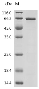 SDS-PAGE