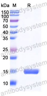 Валидация SDS-PAGE - AntibodySystem RHB86901