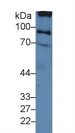 10104