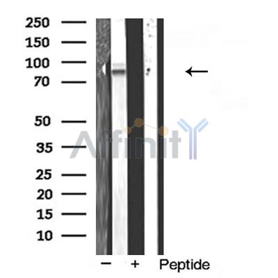 Валидация Affinity AF5294 - 2836