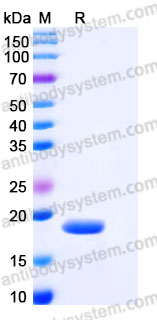 AHC38203, SDS-PAGE