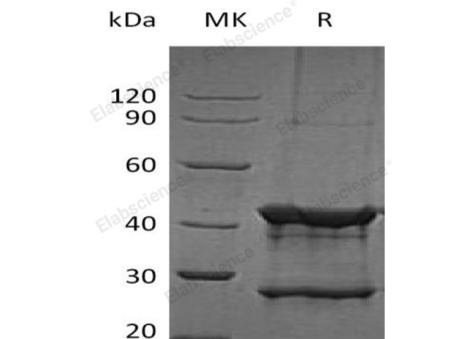 Валидация Elabscience PKSH031122(1903)