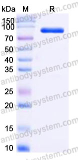 EHA15302, SDS-PAGE