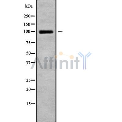 Валидация Affinity DF9373 - 21901