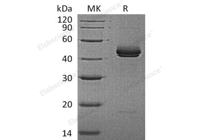 Валидация Elabscience PKSM041069(4993)