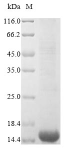 SDS-PAGE
