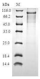 SDS-PAGE