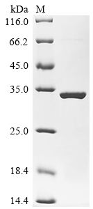 SDS-PAGE