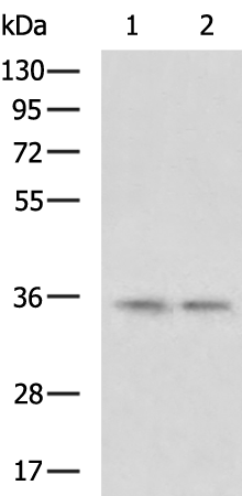 Валидация AssayVector ARM1750(2139)