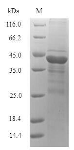 SDS-PAGE