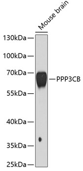 Валидация Elabscience E-AB-67584