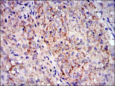 Валидация AntibodySystem RHC83103