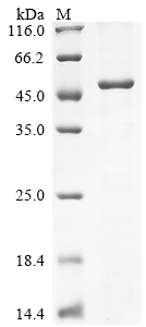 SDS-PAGE