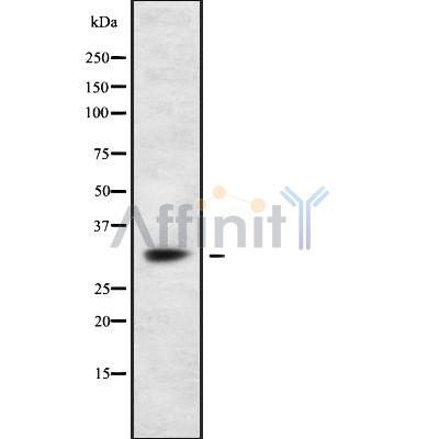 Валидация Affinity DF8244 - 20082