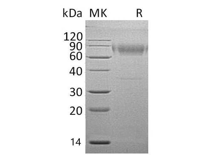 Валидация Elabscience PKSM041077(5000)